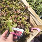 Rozchodník plazivý (Sedum spurium) ‘FULDAGLUT’ -  kont. P9